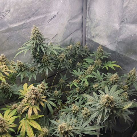Tetilla growlog timeline photo