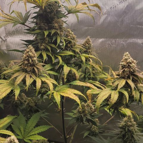 Saint Agatha  growlog timeline photo