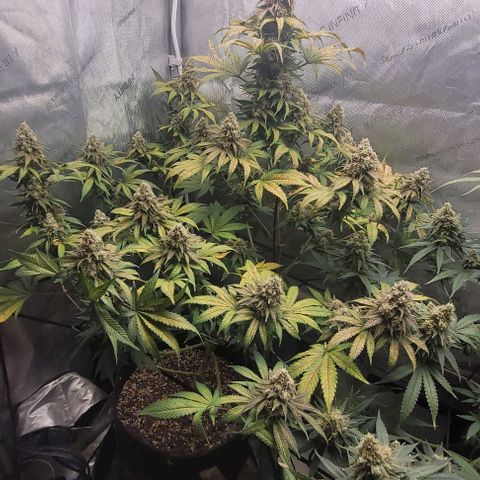 Saint Agatha  growlog timeline photo