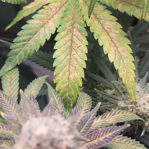 Saint Agatha  growlog timeline photo