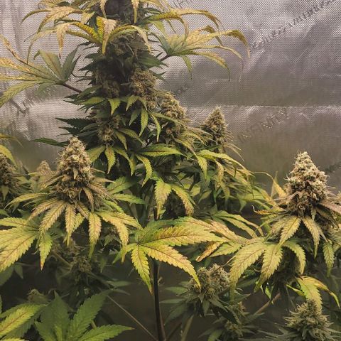 Saint Agatha  growlog timeline photo