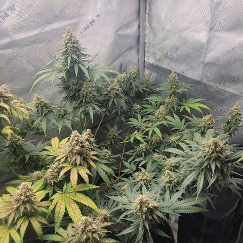 Tetilla growlog timeline photo