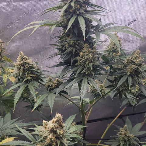 Tetilla growlog timeline photo