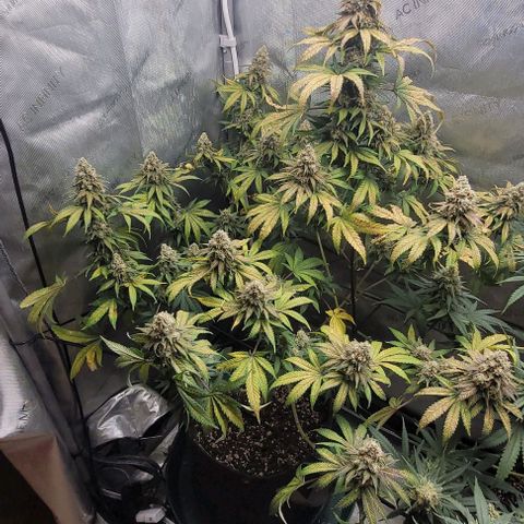 Saint Agatha  growlog timeline photo