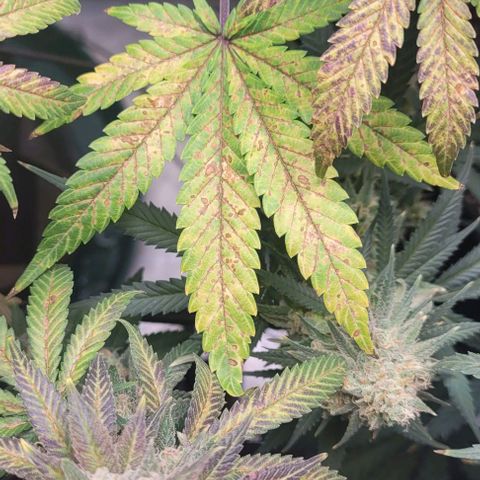 Saint Agatha  growlog timeline photo