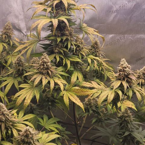 Saint Agatha  growlog timeline photo
