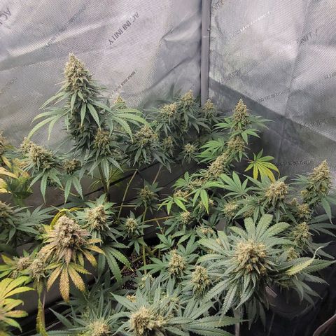 Tetilla growlog timeline photo