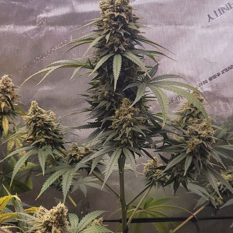 Tetilla growlog timeline photo