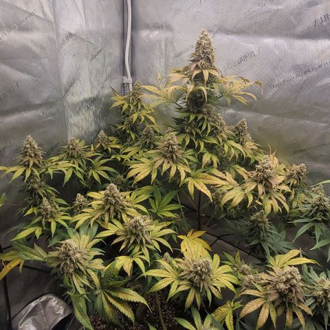 Saint Agatha  growlog timeline photo