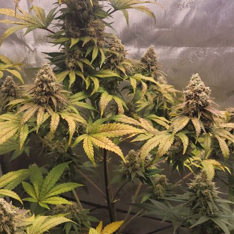 Saint Agatha  growlog timeline photo