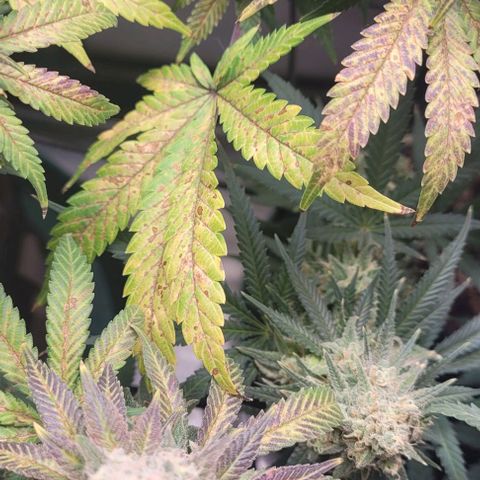 Saint Agatha  growlog timeline photo