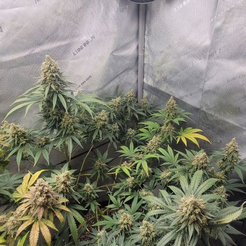 Tetilla growlog timeline photo