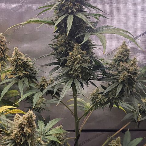 Tetilla growlog timeline photo