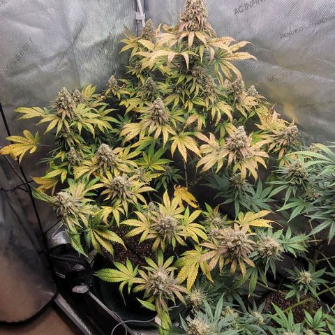 Saint Agatha  growlog timeline photo