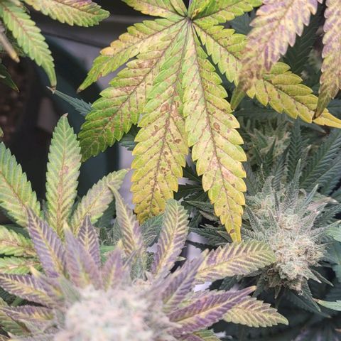 Saint Agatha  growlog timeline photo
