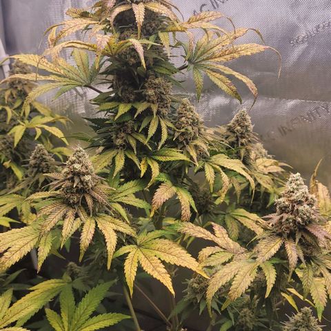 Saint Agatha  growlog timeline photo