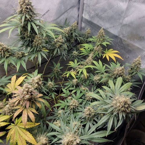 Tetilla growlog timeline photo