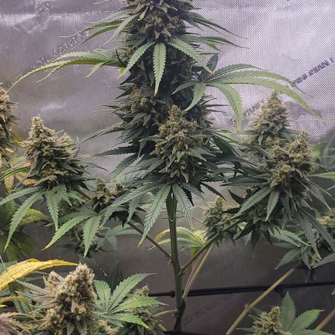 Tetilla growlog timeline photo