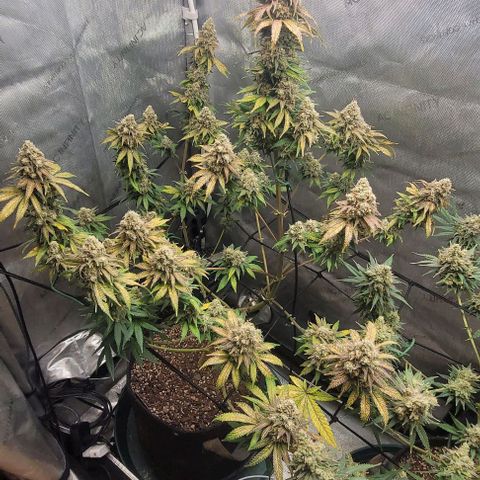 Saint Agatha  growlog timeline photo