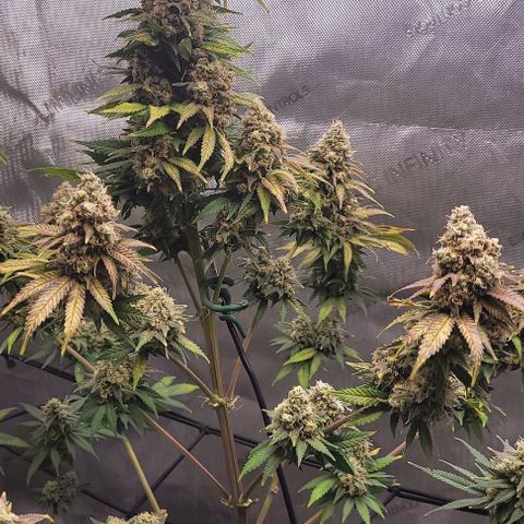 Saint Agatha  growlog timeline photo