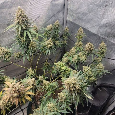 Tetilla growlog timeline photo