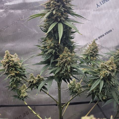 Tetilla growlog timeline photo