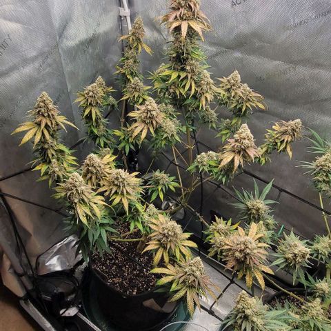 Saint Agatha  growlog timeline photo