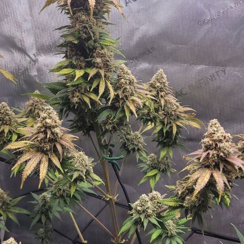 Saint Agatha  growlog timeline photo