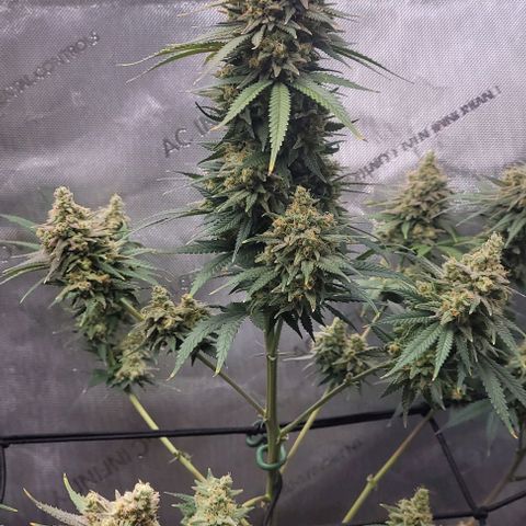 Tetilla growlog timeline photo