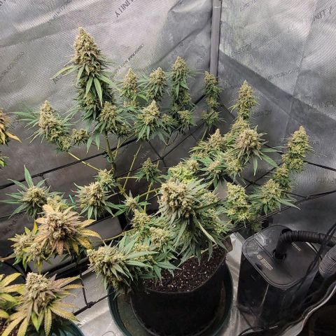 Tetilla growlog timeline photo