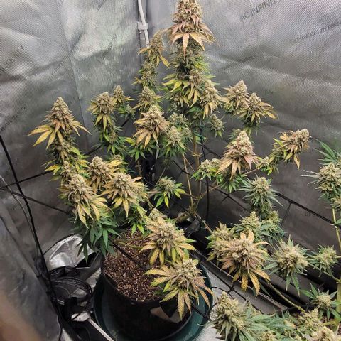 Saint Agatha  growlog timeline photo