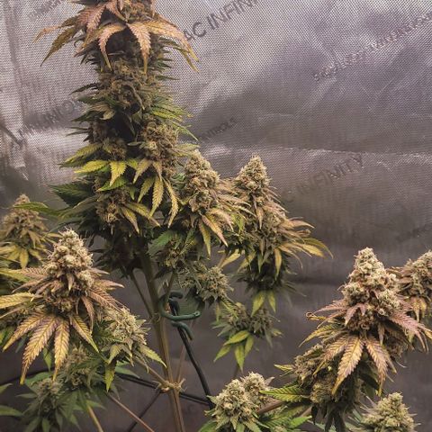 Saint Agatha  growlog timeline photo