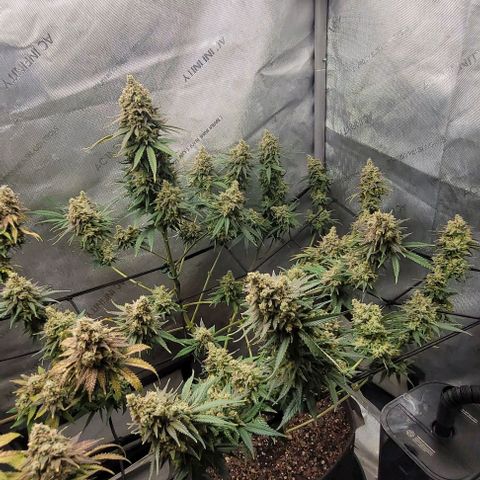 Tetilla growlog timeline photo