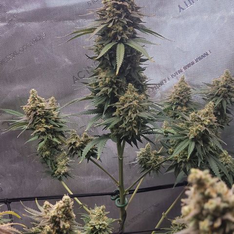Tetilla growlog timeline photo