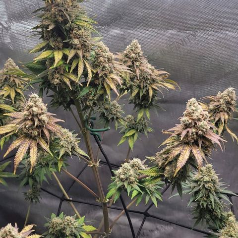 Saint Agatha  growlog timeline photo