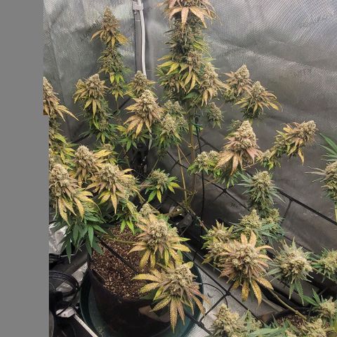 Saint Agatha  growlog timeline photo