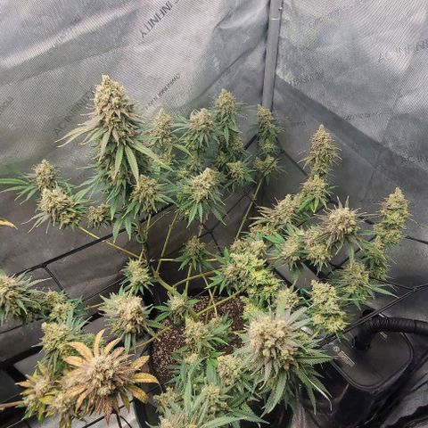 Tetilla growlog timeline photo