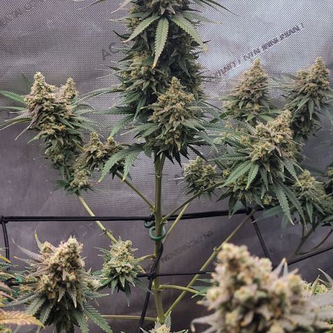 Tetilla growlog timeline photo