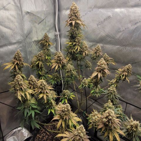 Saint Agatha  growlog timeline photo