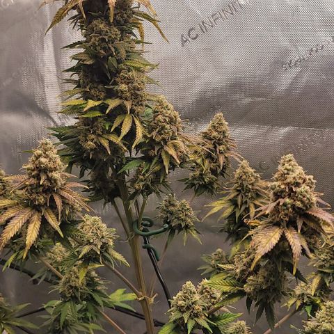 Saint Agatha  growlog timeline photo