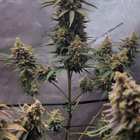 Tetilla growlog timeline photo