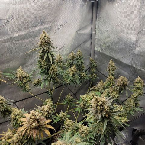 Tetilla growlog timeline photo