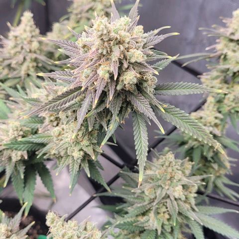 Tetilla growlog timeline photo