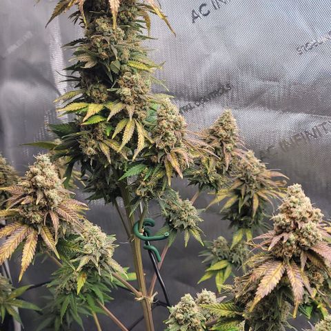 Saint Agatha  growlog timeline photo