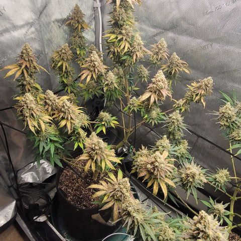 Saint Agatha  growlog timeline photo