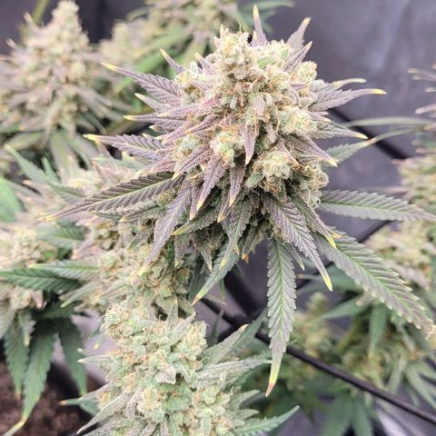 Tetilla growlog timeline photo