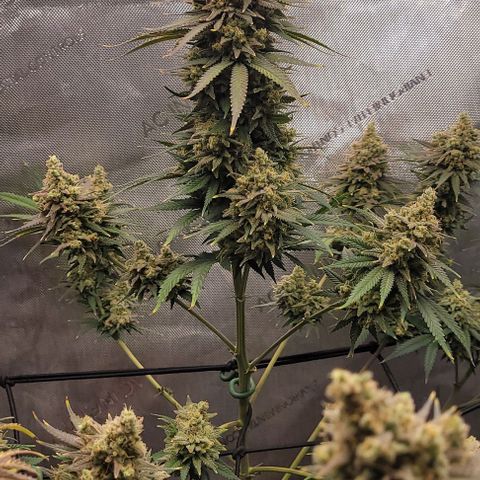 Tetilla growlog timeline photo