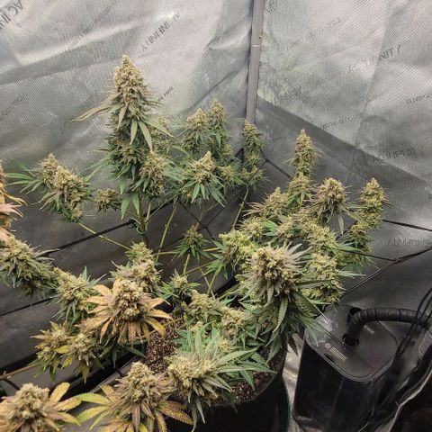 Tetilla growlog timeline photo