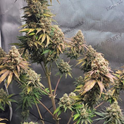 Saint Agatha  growlog timeline photo