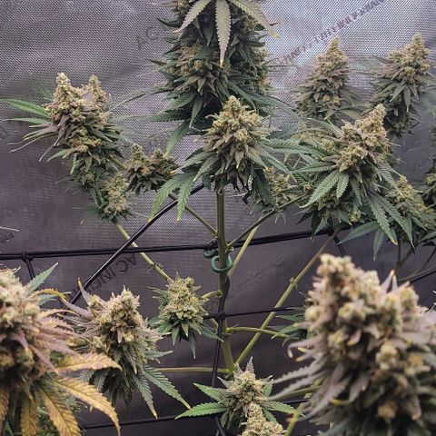 Tetilla growlog timeline photo